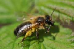 Melandrena nigroaenea